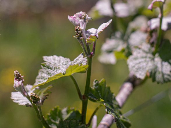 vina-aires-de-menetue9c(1)